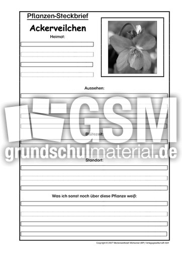 Pflanzensteckbrief-Ackerveilchen-SW.pdf